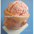 ISO Featured Head Model with Skull and Brain